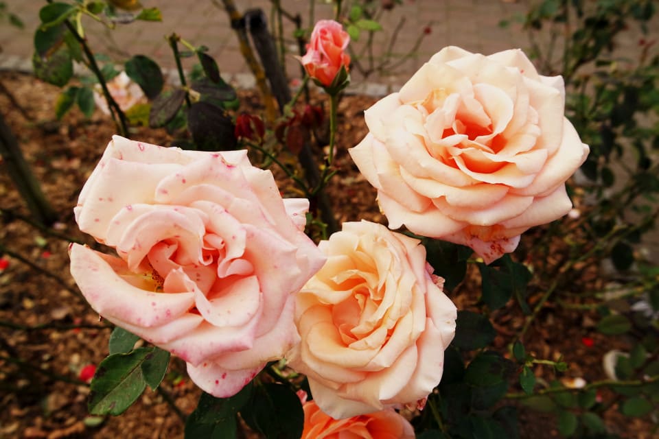 Holland Park Kyoto Garden rose