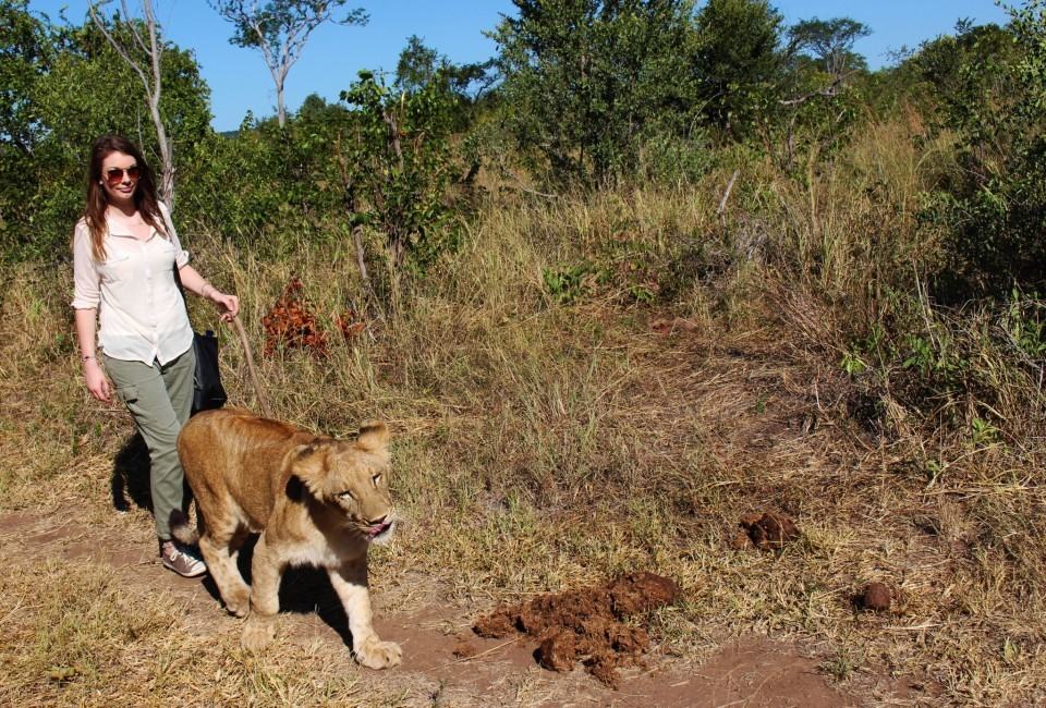 a lion encounter in zimbabwe