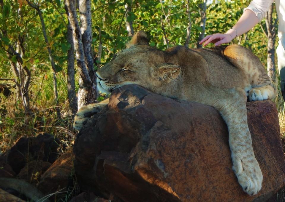 a lion encounter in zimbabwe